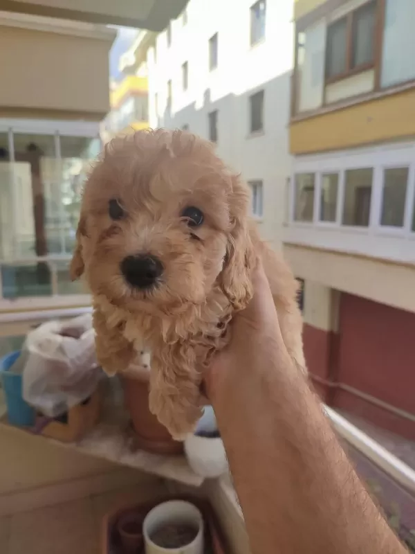 Sağlıklı Yavru Maltipoo