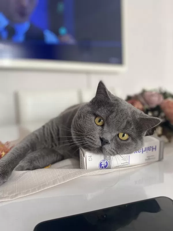 Kedimiz Dumana Yuva Arıyoruz