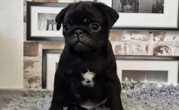 Harika Pug Safkan Siyah