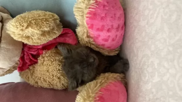 Kediye Acil Yuva Sokağa Atılmış