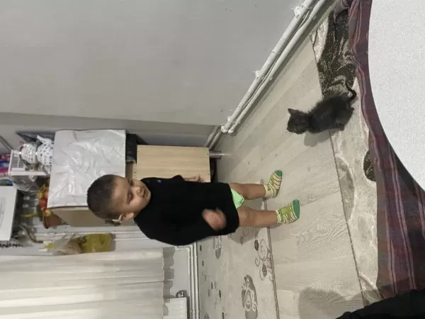 Kediye Acil Yuva Sokağa Atılmış