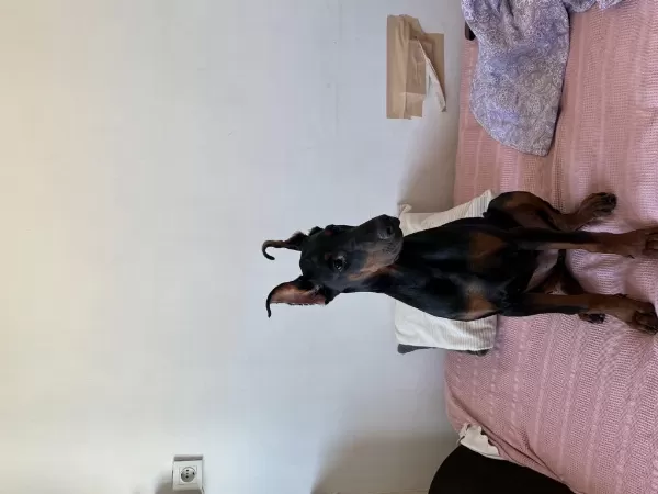 Harika Doberman King Dişi