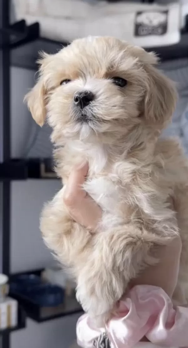 Maltipoo Safkan Köpekler