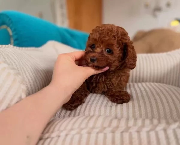 Red Brown Toy Poodle Bebekler