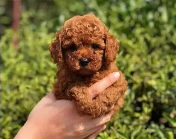 Irkın En I Yisi Toy Poodle