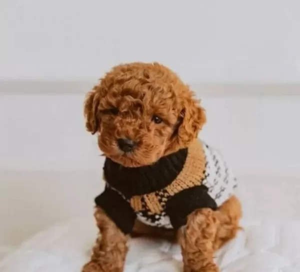 Irkın En I Yisi Toy Poodle