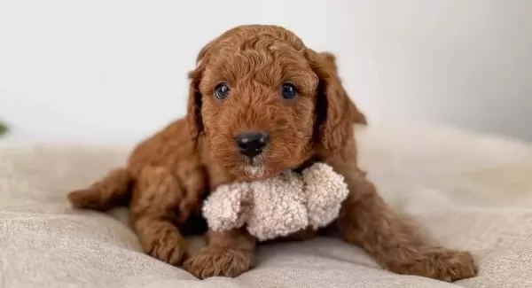 Orijinal Safkan Irk Ve Sağlık Garantili Toypoodle