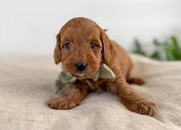 Orijinal Safkan Irk Ve Sağlık Garantili Toypoodle