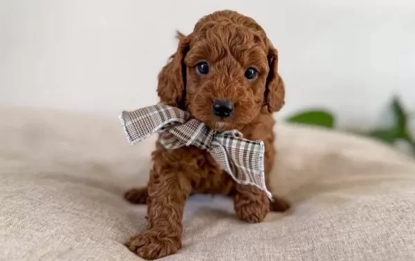 Orijinal Safkan Irk Ve Sağlık Garantili Toypoodle