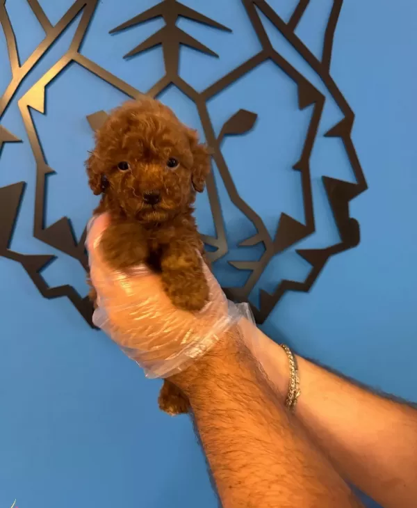 Kore Red Browne Toy Poodle Yavrulari
