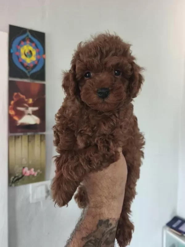 Birbirinden Sevimli Köpekler
