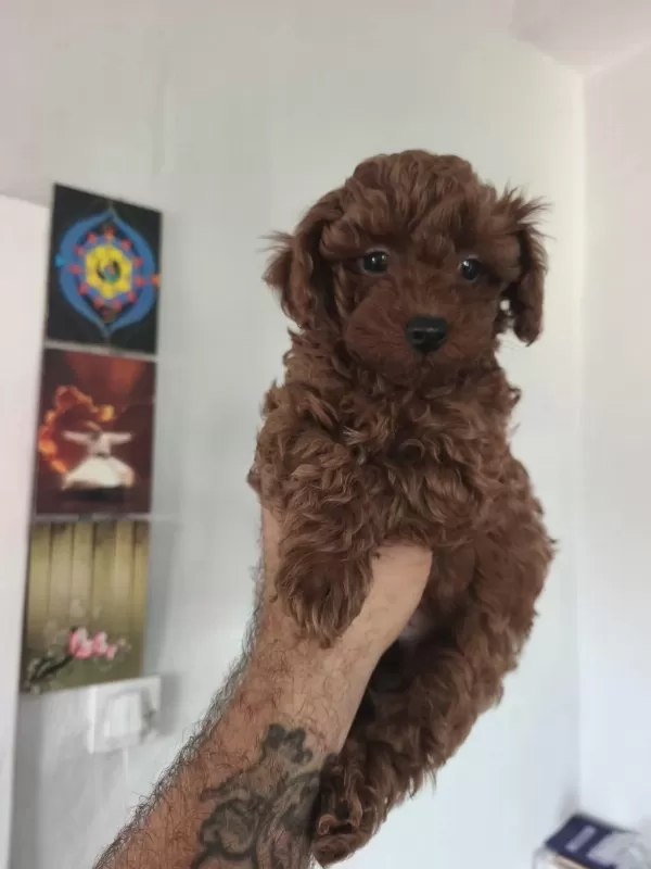 Birbirinden Sevimli Köpekler