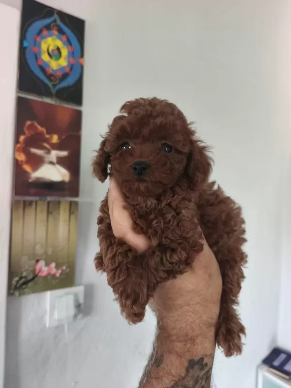 Birbirinden Sevimli Köpekler