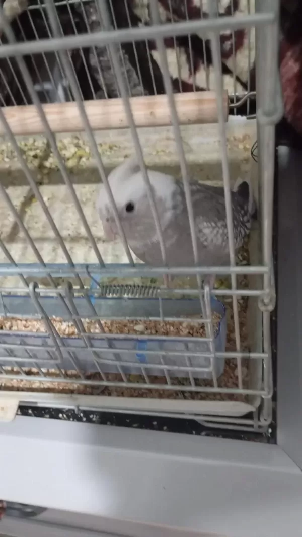 A Kalite 10 Numara Wifi Sultan Papağanı Yavru