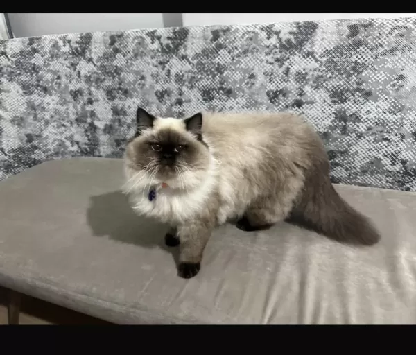 British Longhair Dişi