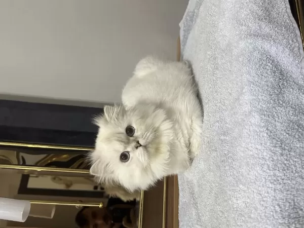 British Longhair Dişi