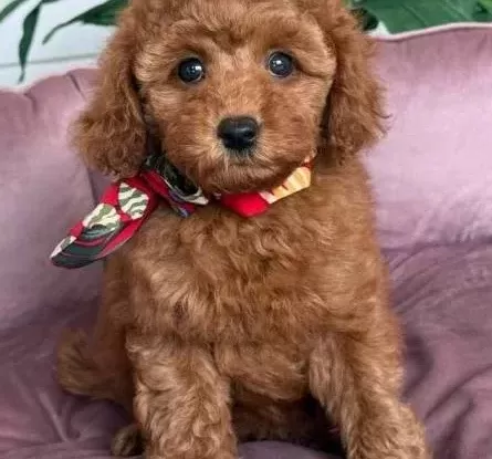 Malti̇poo Ci̇nsi̇ Yavrular