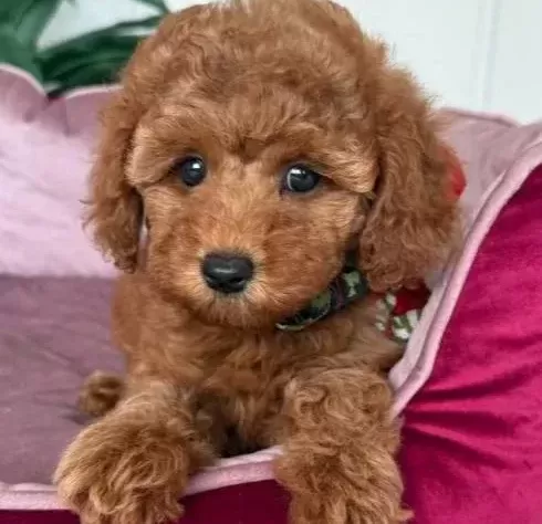 Malti̇poo Ci̇nsi̇ Yavrular