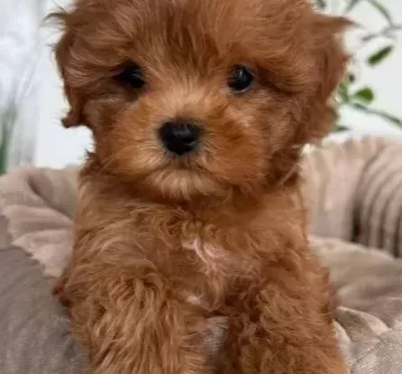 Malti̇poo Ci̇nsi̇ Yavrular
