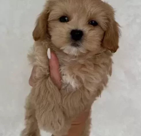 Malti̇poo Ci̇nsi̇ Yavrular