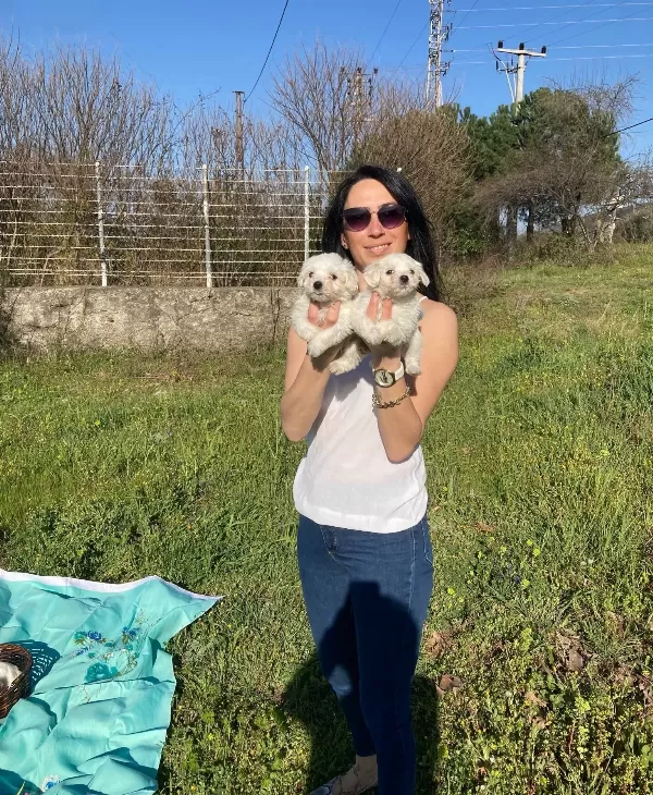 Maltese Yavrularım Sağlık Ve Irk Garantilidir