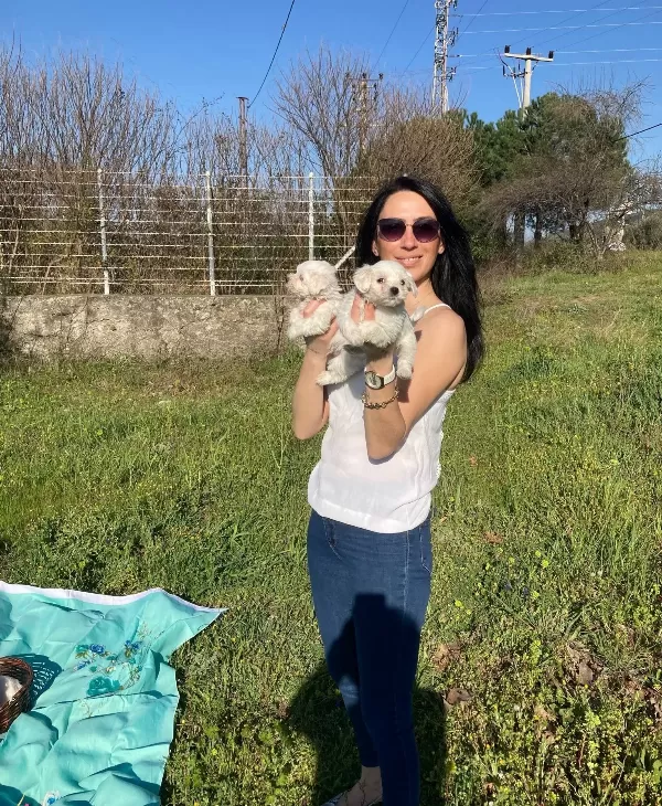 Maltese Yavrularım Sağlık Ve Irk Garantilidir