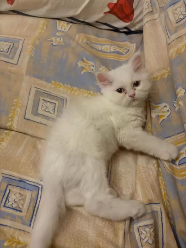 Harika Kedimiz Kızımız Mia