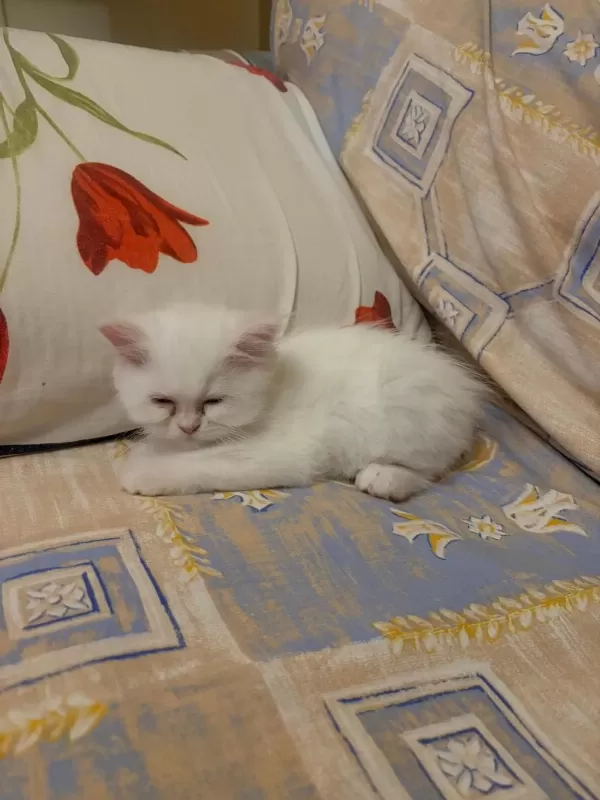 Harika Kedimiz Kızımız Mia