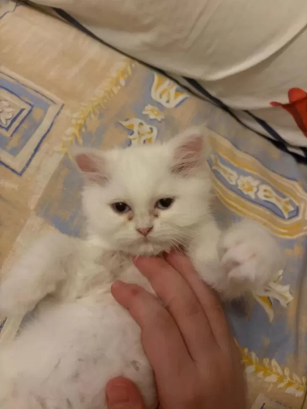 Harika Kedimiz Kızımız Mia