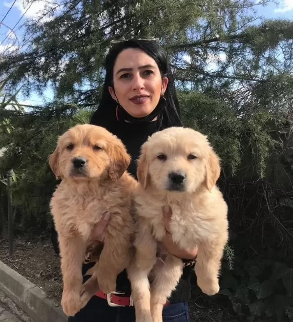 Golden Yavrularım Sağlık Ve Irk Garantilidir