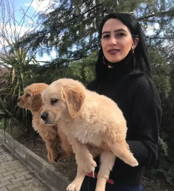 Golden Yavrularım Sağlık Ve Irk Garantilidir