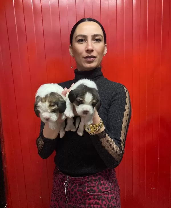 Beagle Yavrularım Sağlık Ve Irk Garantildir