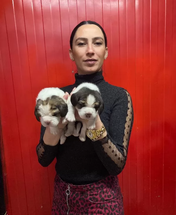 Beagle Yavrularım Sağlık Ve Irk Garantildir