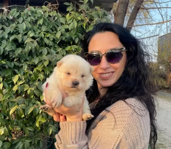 Chowchow Yavrularım Sağlık Ve Irk Garantilidir