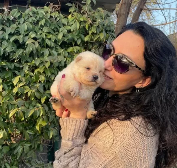 Chowchow Yavrularım Sağlık Ve Irk Garantilidir