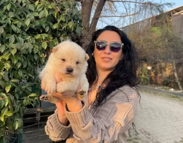 Chowchow Yavrularım Sağlık Ve Irk Garantilidir