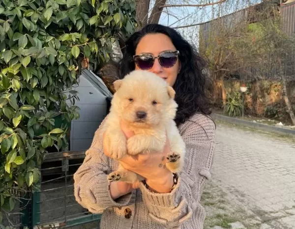Chowchow Yavrularım Sağlık Ve Irk Garantilidir