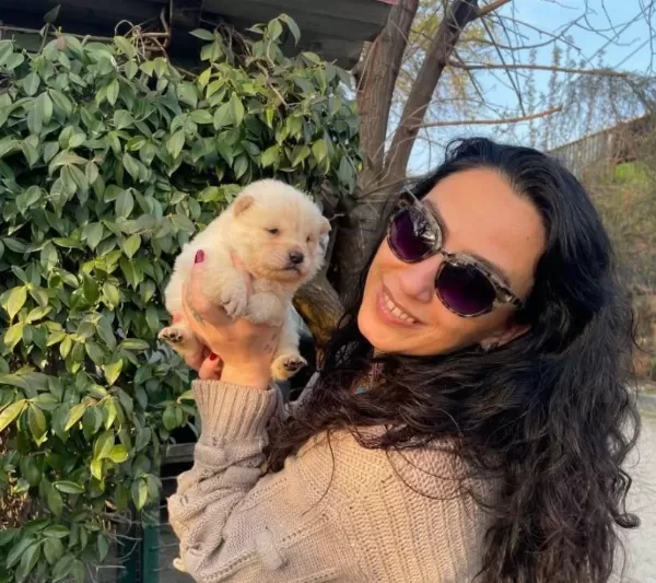 Chowchow Yavrularım Sağlık Ve Irk Garantilidir