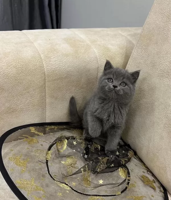 A Kalite Safkan British Shorthair Dişi Erkek