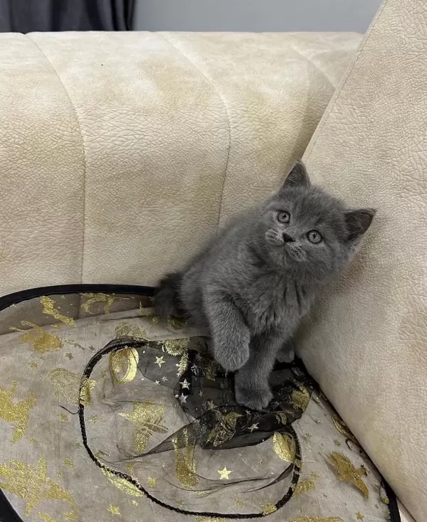A Kalite Safkan British Shorthair Dişi Erkek
