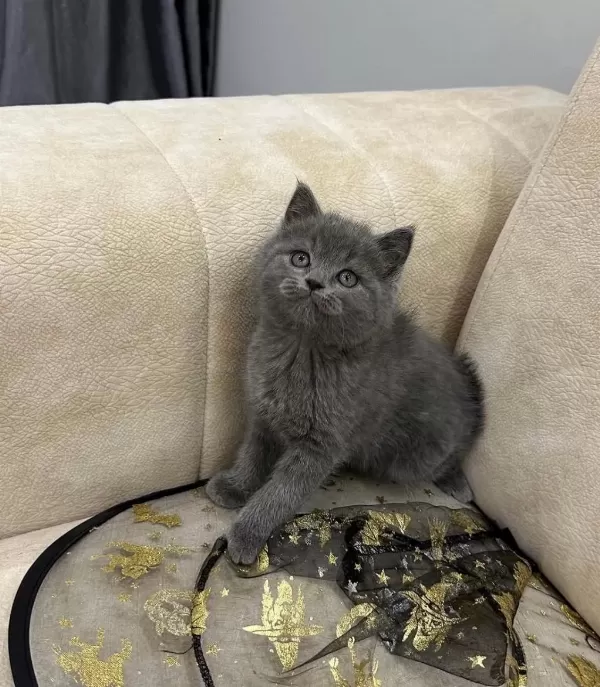 A Kalite Safkan British Shorthair Dişi Erkek