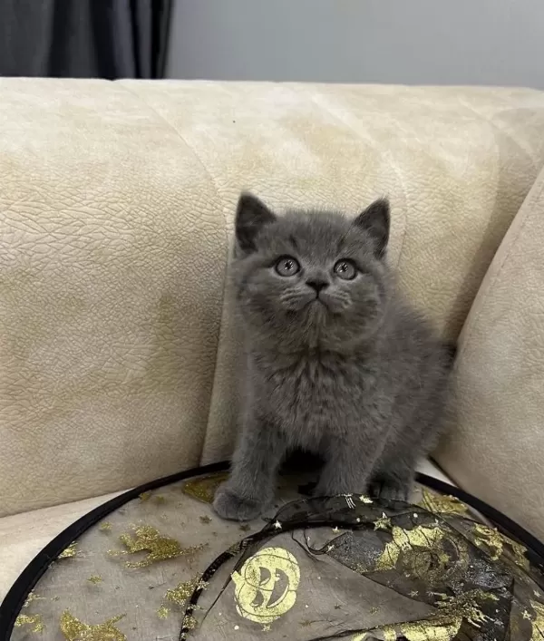 A Kalite Safkan British Shorthair Dişi Erkek