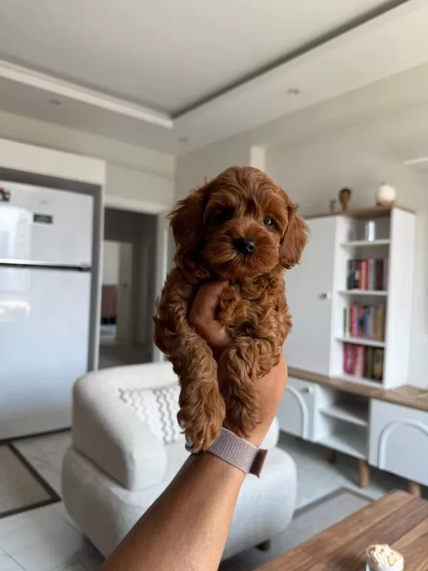Aşili Çiş Eğitimli Toy Poodle