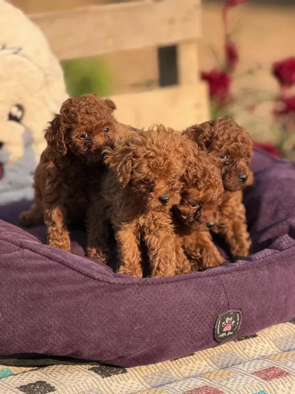 Aşili Çiş Eğitimli Toy Poodle