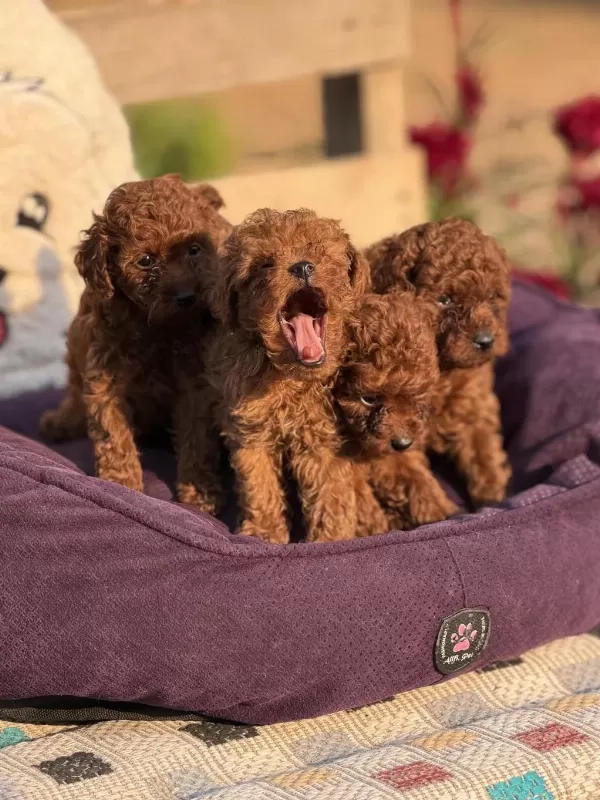 Aşili Çiş Eğitimli Toy Poodle