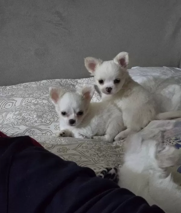 Chihuahua Bebekler