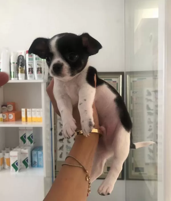 Chihuahua Bebekler