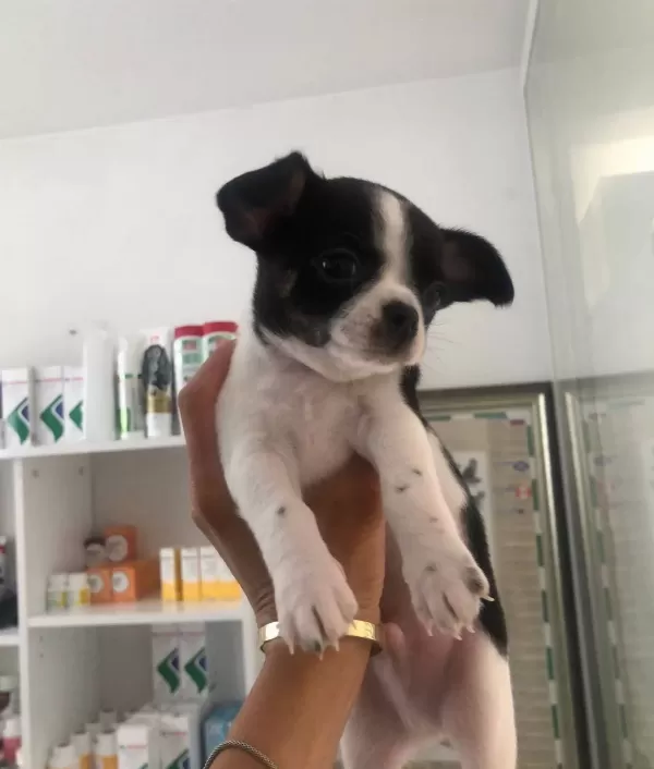 Chihuahua Bebekler