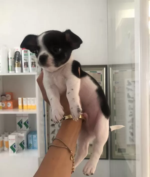 Chihuahua Bebekler