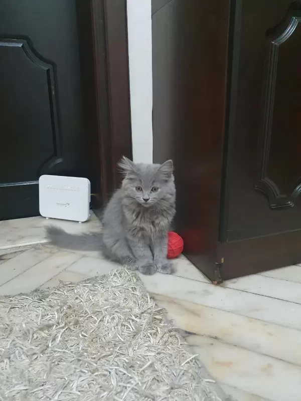 3 Aylık Erkek British Longhair Sevimli Yavru